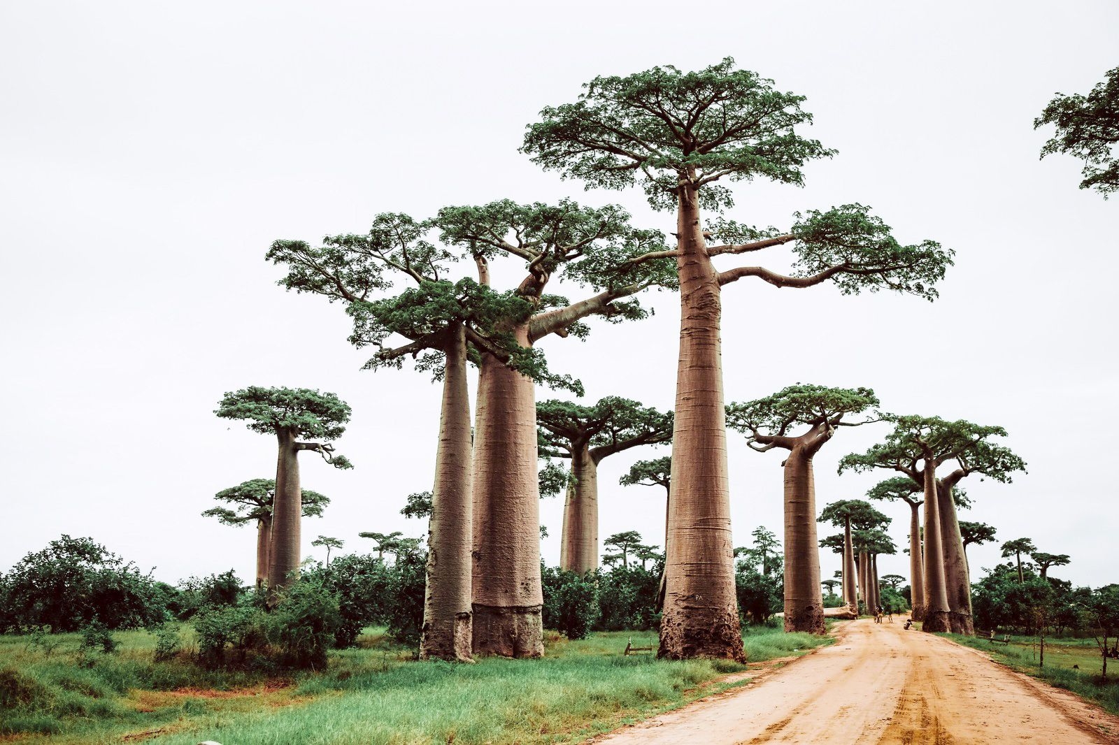 Madagascar travel eSIM by Pirate Mobile