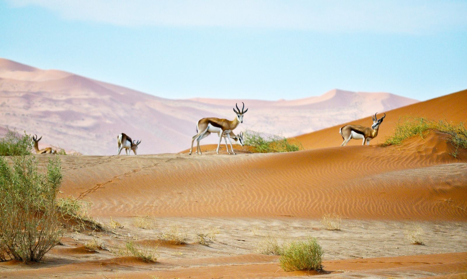 Namibia travel eSIM by Pirate Mobile